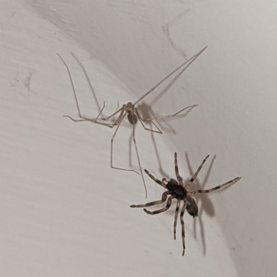 Pholcus phalangioides (Daddy-long-legs spider) at Lions Youth Haven - Westwood Farm A.C.T. - 26 May 2021 by HelenCross