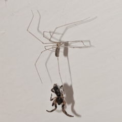 Pholcus phalangioides at Kambah, ACT - suppressed