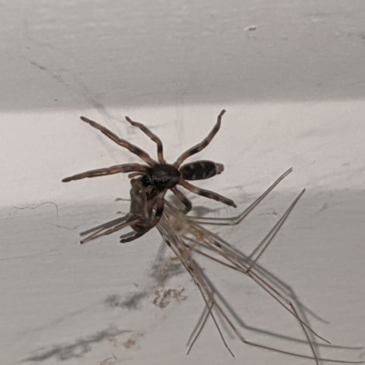 Lampona sp. (genus) (White-tailed spider) at Lions Youth Haven - Westwood Farm A.C.T. - 26 May 2021 by HelenCross