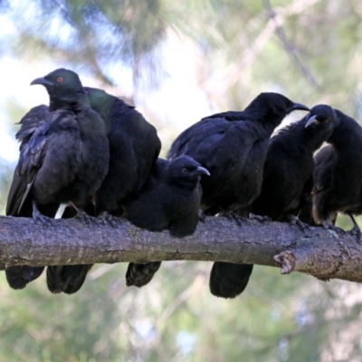 Corcorax melanorhamphos (White-winged Chough) at Kambah, ACT - 26 May 2021 by RodDeb