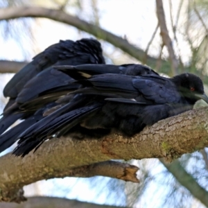 Corcorax melanorhamphos at Kambah, ACT - 26 May 2021