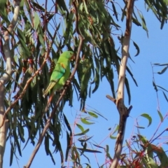 Lathamus discolor at Kambah, ACT - 26 May 2021