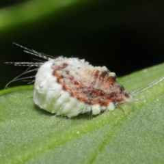 Icerya purchasi (Cottony cushion scale) at Downer, ACT - 25 May 2021 by TimL