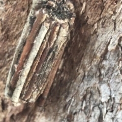 Clania lewinii (Lewin's case moth) at Garran, ACT - 21 May 2021 by Tapirlord