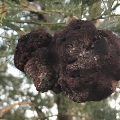 Uromycladium (genus) (A gall forming rust fungus) at Garran, ACT - 21 May 2021 by Tapirlord