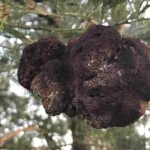 Uromycladium sp. at Garran, ACT - 21 May 2021