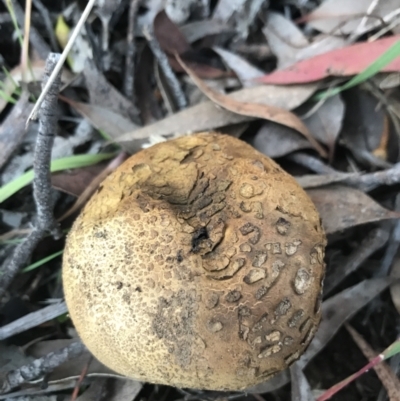 Scleroderma sp. (Scleroderma) at Garran, ACT - 21 May 2021 by Tapirlord