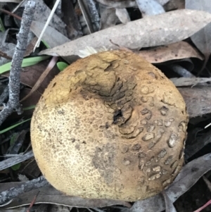 Scleroderma sp. at Garran, ACT - 21 May 2021