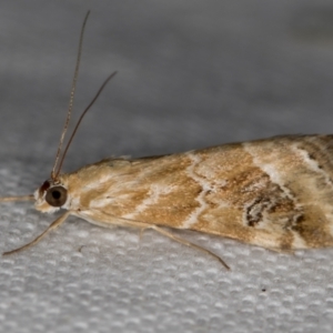 Hellula hydralis at Melba, ACT - 19 Nov 2020