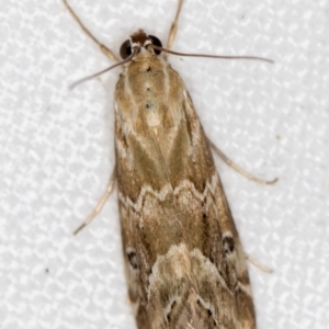 Hellula hydralis at Melba, ACT - 19 Nov 2020