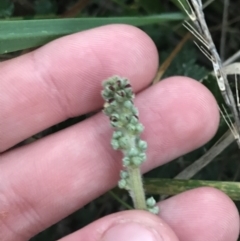 Acaena x ovina (Sheep's Burr) at Hughes Garran Woodland - 21 May 2021 by Tapirlord