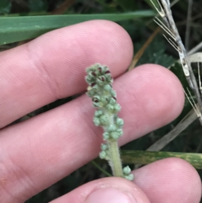 Acaena x ovina (Sheep's Burr) at Red Hill to Yarralumla Creek - 21 May 2021 by Tapirlord