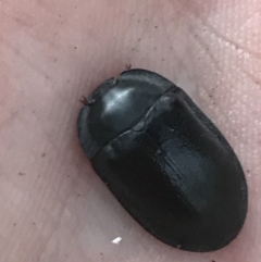 Pterohelaeus striatopunctatus (Darkling beetle) at Hughes Garran Woodland - 21 May 2021 by Tapirlord