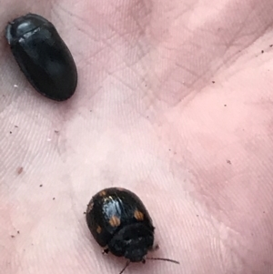 Paropsisterna octosignata at Garran, ACT - 21 May 2021