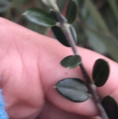Olea europaea subsp. cuspidata (African Olive) at Red Hill to Yarralumla Creek - 21 May 2021 by Tapirlord