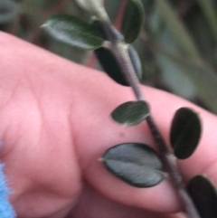 Olea europaea subsp. cuspidata (African Olive) at Hughes Garran Woodland - 21 May 2021 by Tapirlord