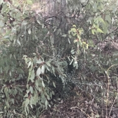 Olea europaea subsp. cuspidata at Hughes, ACT - 21 May 2021