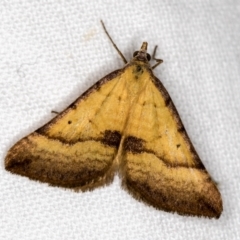 Anachloris subochraria (Golden Grass Carpet (Ennominae)) at Melba, ACT - 19 Nov 2020 by Bron