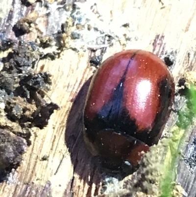 Paropsisterna erudita (Erudita leaf beetle) at Red Hill to Yarralumla Creek - 21 May 2021 by Tapirlord