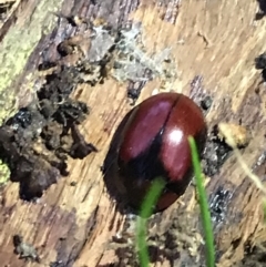 Paropsisterna erudita at Hughes Garran Woodland - 21 May 2021