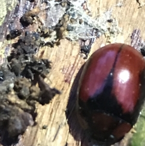 Paropsisterna erudita at Hughes Garran Woodland - 21 May 2021