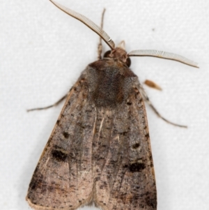 Agrotis porphyricollis at Melba, ACT - 19 Nov 2020