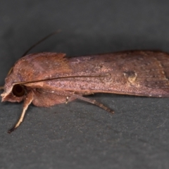 Diarsia intermixta (Chevron Cutworm, Orange Peel Moth.) at Melba, ACT - 20 Nov 2020 by Bron