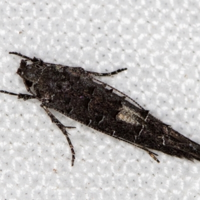Leptozestis and Trachydora (genera) (A cosmet moth) at Melba, ACT - 18 Nov 2020 by Bron