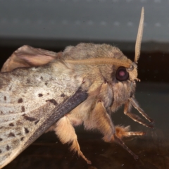 Oxycanus silvanus at Ainslie, ACT - 25 May 2021