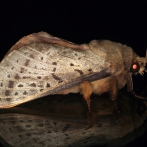 Oxycanus silvanus at Ainslie, ACT - 25 May 2021