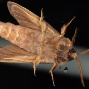 Oxycanus silvanus at Ainslie, ACT - 25 May 2021