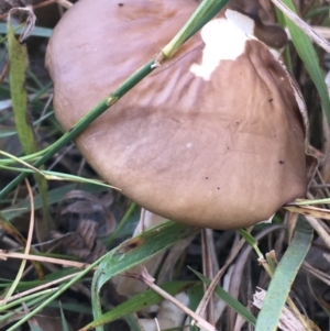 Oudemansiella 'radicata group' at Aranda, ACT - 25 May 2021