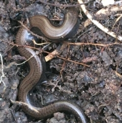 Hemiergis talbingoensis (Eastern Three-toed Earless Skink) at Bruce, ACT - 25 May 2021 by NedJohnston