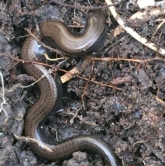 Hemiergis talbingoensis (Three-toed Skink) at Bruce, ACT - 25 May 2021 by NedJohnston