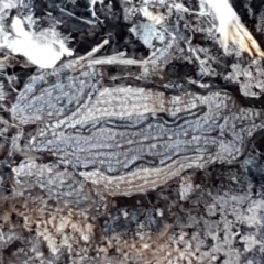 Crinia sp. (genus) (A froglet) at Bruce Ridge - 27 May 2021 by trevorpreston