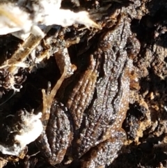 Crinia sp. (genus) at Bruce, ACT - 27 May 2021 10:36 AM