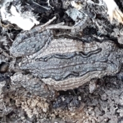 Crinia sp. (genus) at Bruce, ACT - 27 May 2021