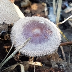 Rhodocollybia 'furry, red-brown' at Bruce Ridge - 27 May 2021 by trevorpreston