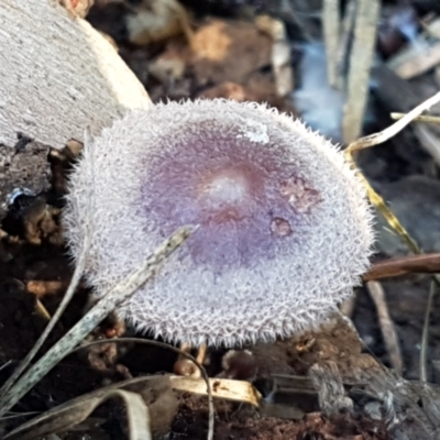 Rhodocollybia 'furry, red-brown' at Bruce, ACT - 27 May 2021 by trevorpreston