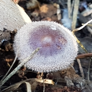 Rhodocollybia 'furry, red-brown' at Bruce, ACT - 27 May 2021
