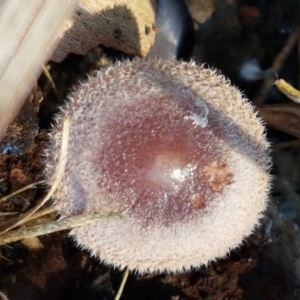 Rhodocollybia 'furry, red-brown' at Bruce, ACT - 27 May 2021 10:39 AM