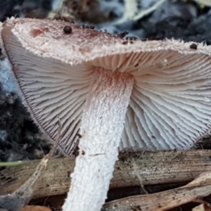 Rhodocollybia 'furry, red-brown' at Bruce, ACT - 27 May 2021 10:39 AM