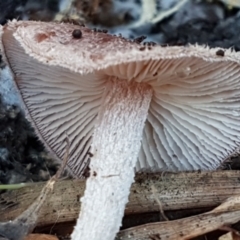 Rhodocollybia 'furry, red-brown' at Bruce, ACT - 27 May 2021