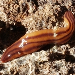 Anzoplana trilineata (A Flatworm) at Aranda, ACT - 27 May 2021 by trevorpreston