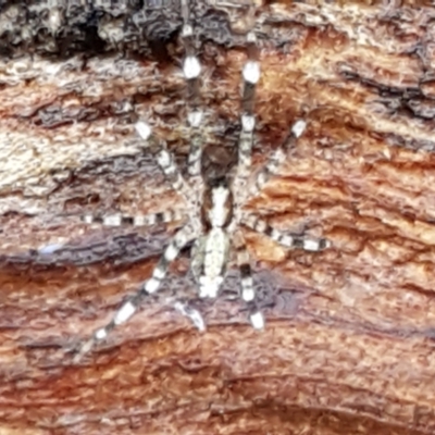 Unidentified Other hunting spider at Bruce, ACT - 27 May 2021 by trevorpreston