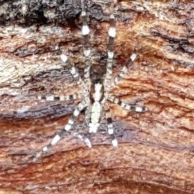 Cycloctenidae (family) at Bruce Ridge - 27 May 2021 by trevorpreston