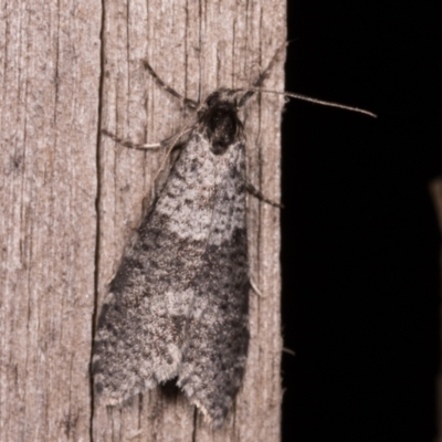 Lepidoscia adelopis, annosella and similar species (A Case moth) at Melba, ACT - 21 May 2021 by kasiaaus