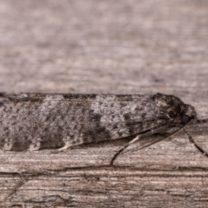 Lepidoscia adelopis, annosella and similar species at Melba, ACT - 22 May 2021