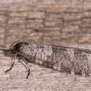 Lepidoscia adelopis, annosella and similar species at Melba, ACT - 22 May 2021