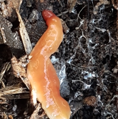 Australoplana alba (A flatworm) at Bruce Ridge - 27 May 2021 by trevorpreston